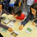 D'herbes i petxines farem les colors més  fines2